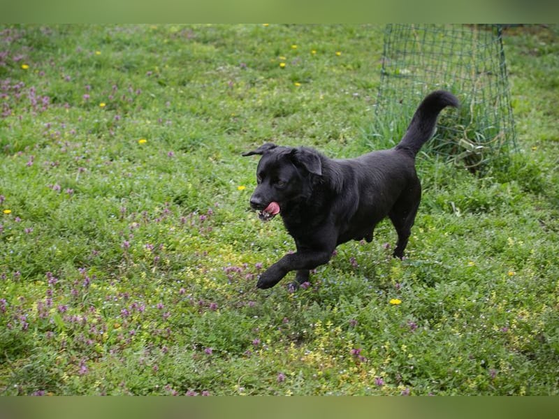 MADDOX - der aktive, gut gelaunte, starke Rüde liebt Menschen + hat keine Probleme mit Artgenossen