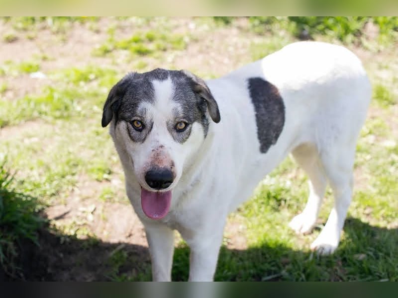 FLY - die nette und aufgeschlossene Hündin liebt Menschen und andere Hunde