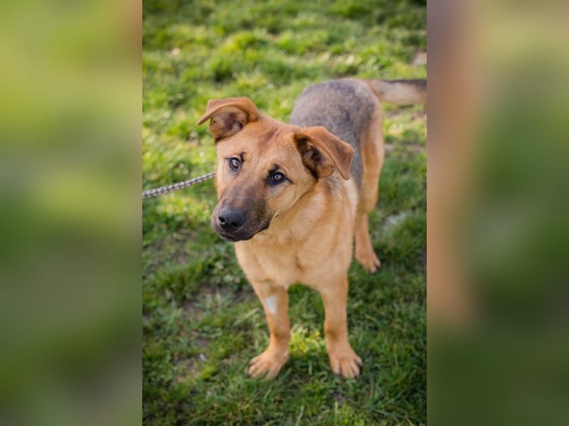 Chip-Nr. 271878 - ich möchte so gern dein vierbeiniger Begleiter sein!