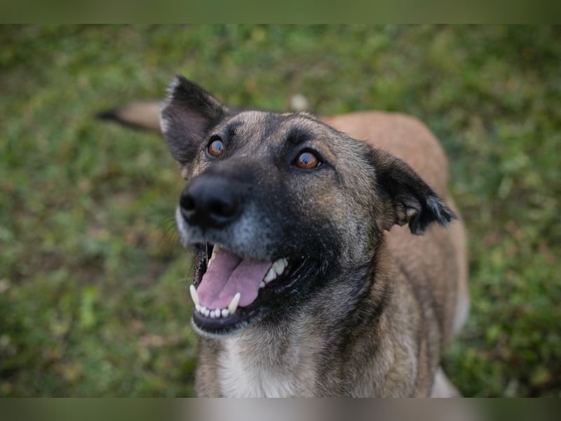 SAMAYA - die muntere und aktive Hündin freut sich auf tolle Abenteuer mit ihren Menschen