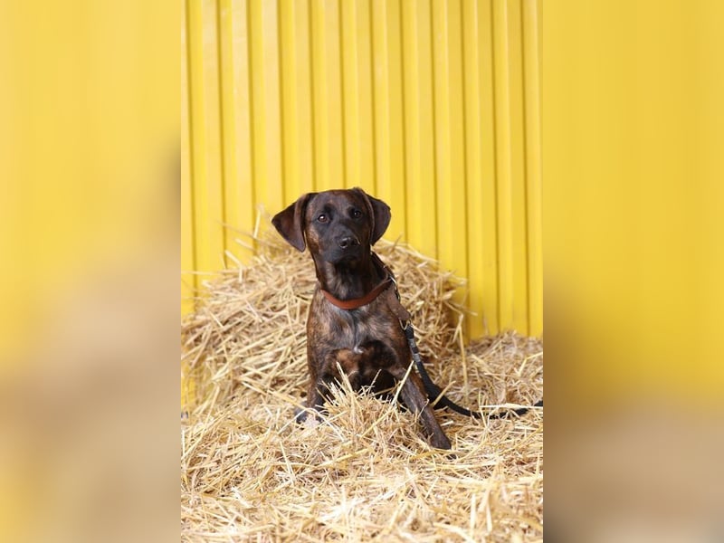 REX - Aktiv, verspielt, zurückhaltend.....wer möchte mit ihm lange Spaziergänge machen???