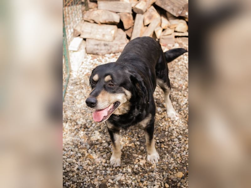 JAX - wer zeigt dem gemütlichen, zugänglichen und braven Rüden, wie schön das Leben sein kann?