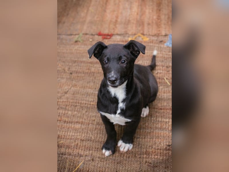 Welpe JIMMY - wenn ich groß bin möchte ich ein richtiger Familienhund sein!