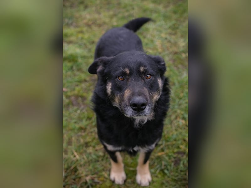 Chip-Nr. 256305 - ich freue mich darauf, mit meinen Menschen die Welt zu entdecken!