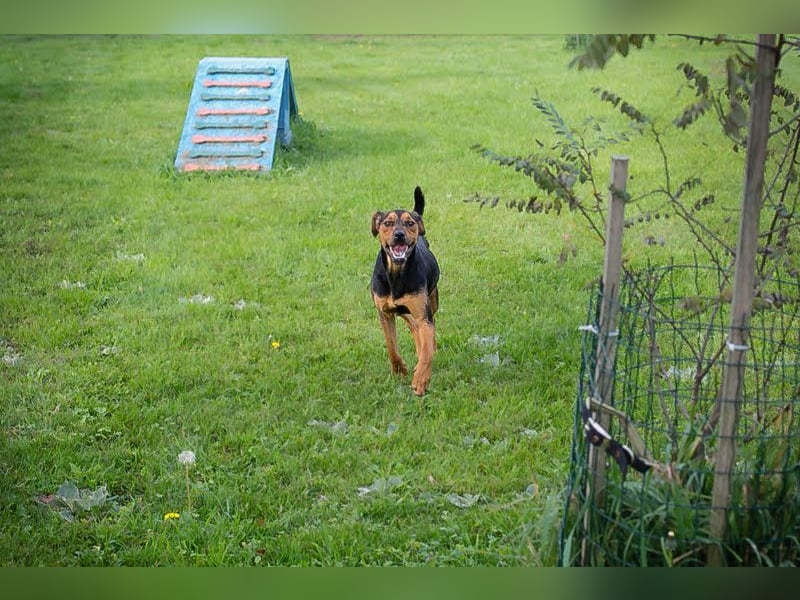 RICO - der aktive und lernwillige Rüde sucht eine unternehmungslustige Familie