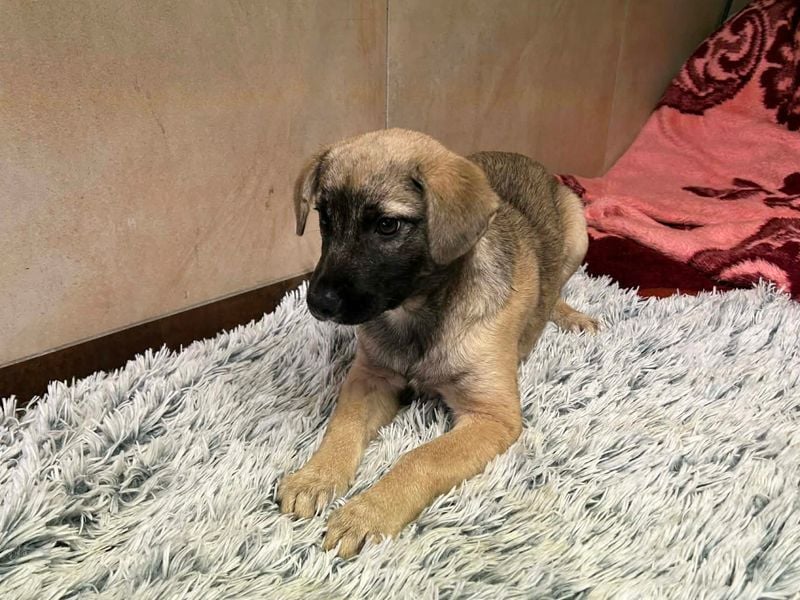 Welpe Chip-Nr. 256271 - wenn ich groß bin möchte ich eine richtige Familienhündin sein!