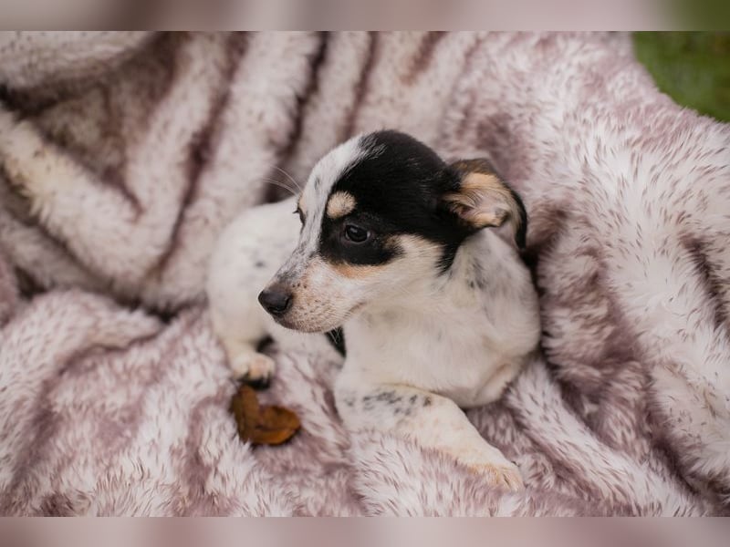 Welpe Chip-Nr. 253319 - die kleine Maus wartet sehnsüchtig auf eine eigene Familie!