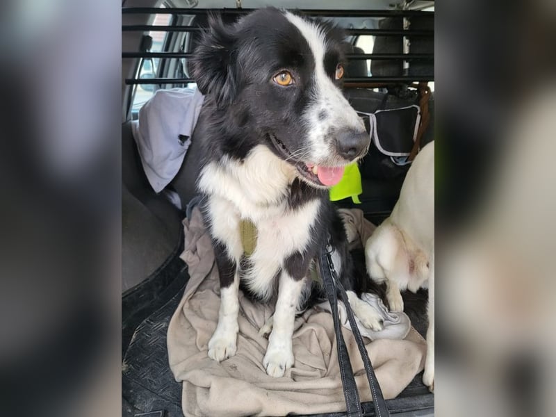 ARKANI - ich brauche Regeln und Führung und suche konsequente Menschen!