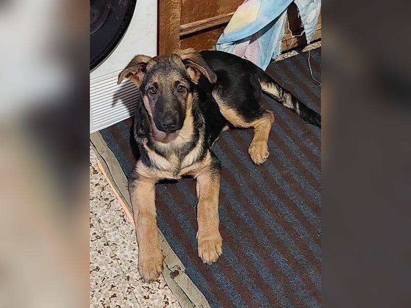 Welpe BUENO - wenn ich groß bin möchte ich eine richtige Familienhündin sein!