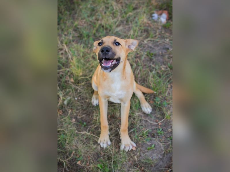 Welpe UNDA - die hübsche Maus sucht ein tolles Für-Immer Zuhause!