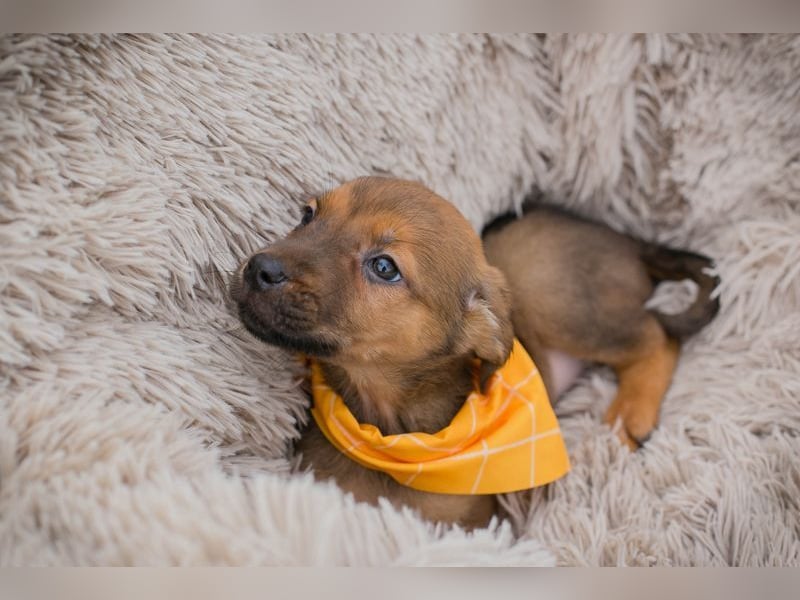 Welpe Chip-Nr. 271439 - ich freue mich auf tolle Abenteuer mit meinen Menschen!