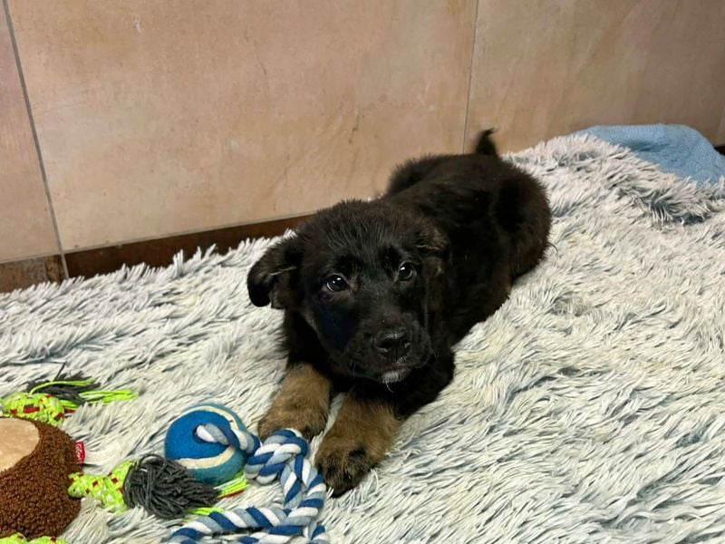 Welpe Chip-Nr. 256294 - der neugierige und aktive kleine Racker freut sich auf ein eigenes Zuhause!