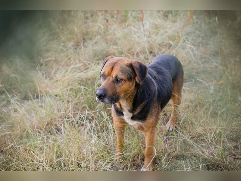 JONNY - der liebe Schatz sucht ein ruhiges, liebevolles Für-Immer Zuhause