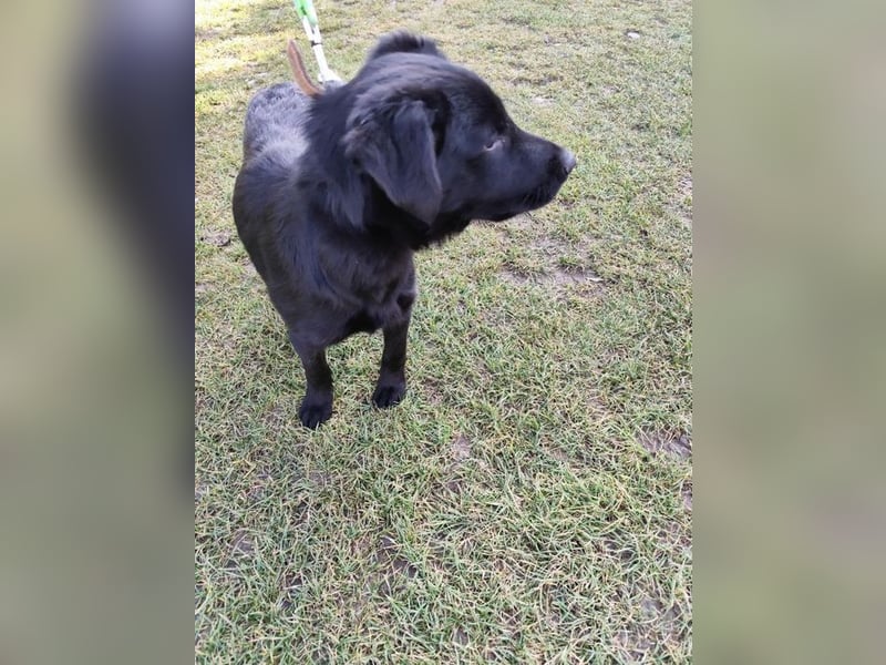 Welpe KORO - wenn ich groß bin möchte ich ein richtiger Familienhund sein!