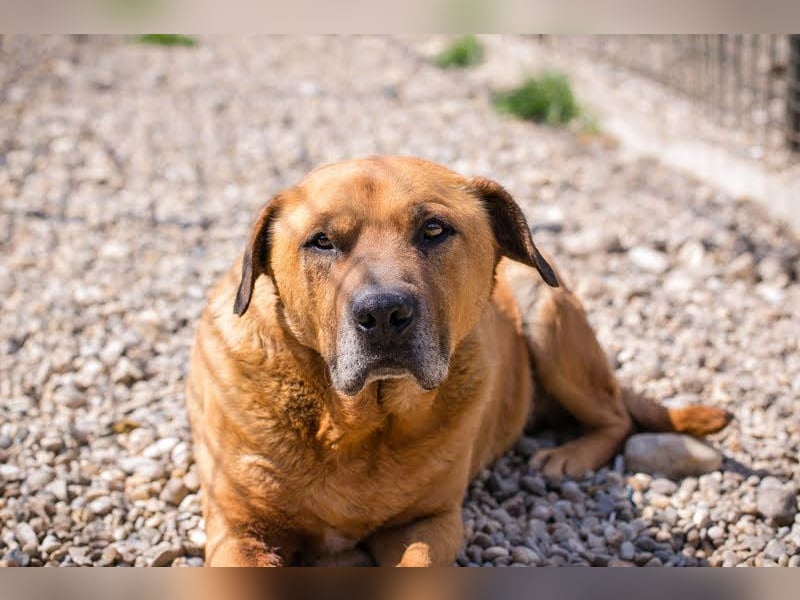 JOSCHKO - wer möchte dem kräftigen Senior zeigen, wie schön das Leben in einer Familie sein kann?