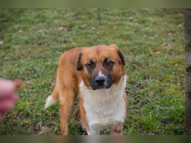 BASCO - der neugierige, brave Rüde freut sich auf ein eigenes Für-Immer Zuhause