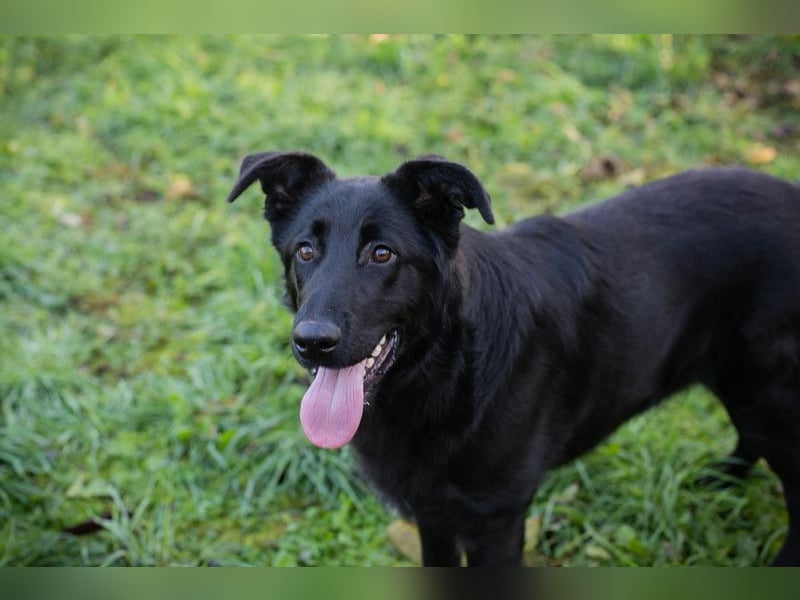 REX - black is beautiful - lernen und spielen sind meine Hobbies und ich suche ein tolles Zuhause!