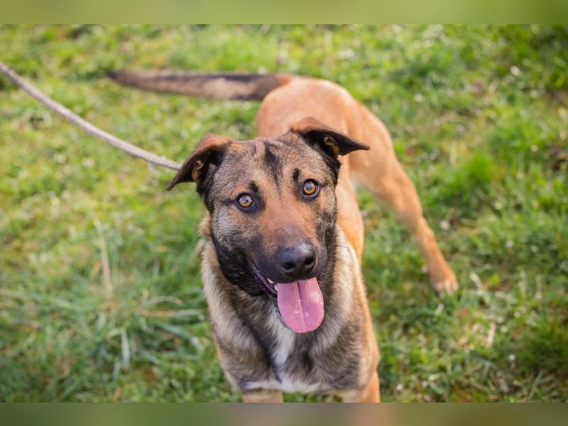 JASPER - im Tierheim habe ich großen Stress, deshalb suche ich dringend ein ruhiges Zuhause!