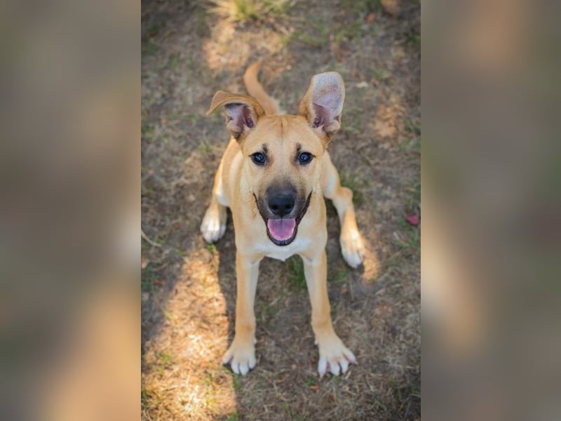 Welpe UNDA - die hübsche Maus sucht ein tolles Für-Immer Zuhause!