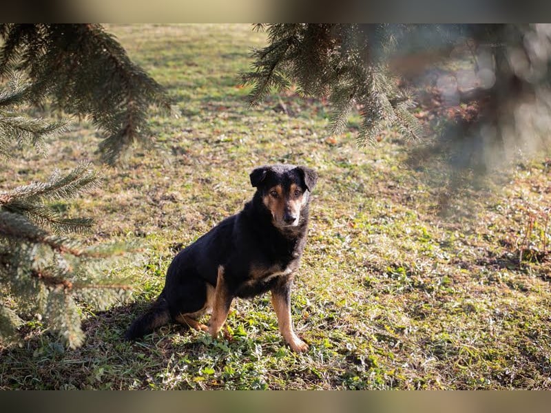 LEVEL - der vorsichtige, liebe Rüde mag Artgenossen und sucht eine geduldige Familie