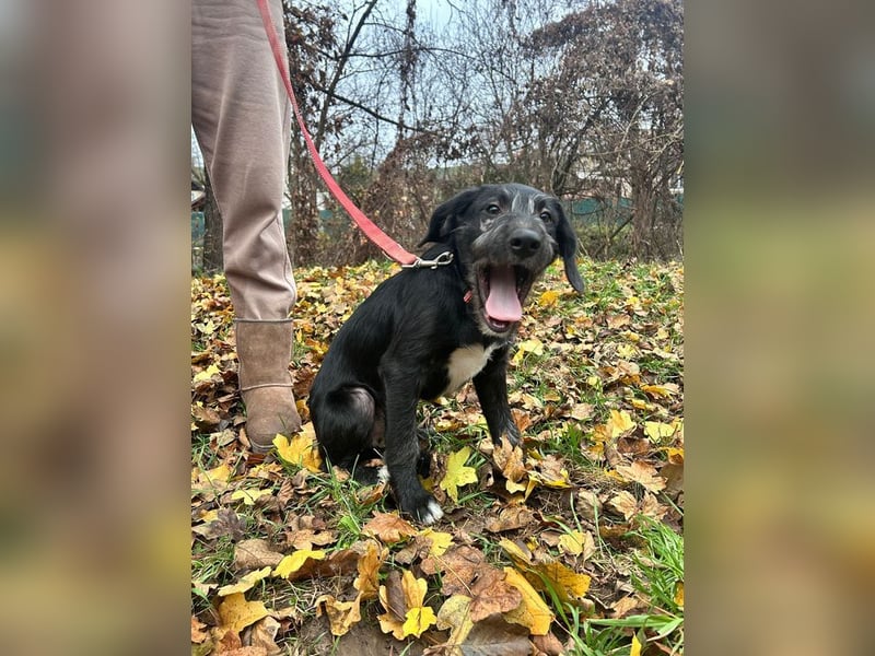Welpe POLDI - der hübsche kleine Racker träumt von einem tollen Zuhause bei lieben Menschen