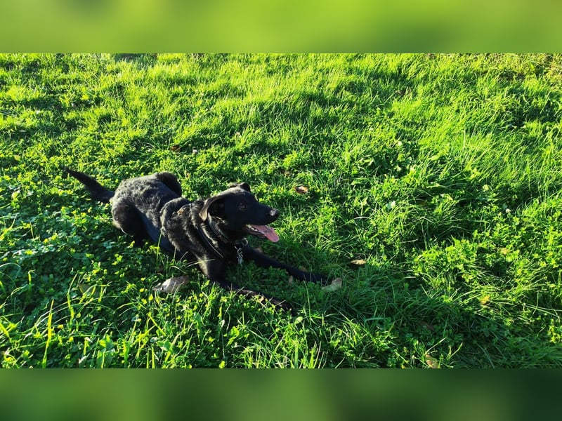 BAGHEERA - ich suche ein tolles Für-Immer Zuhause bei lieben Menschen!