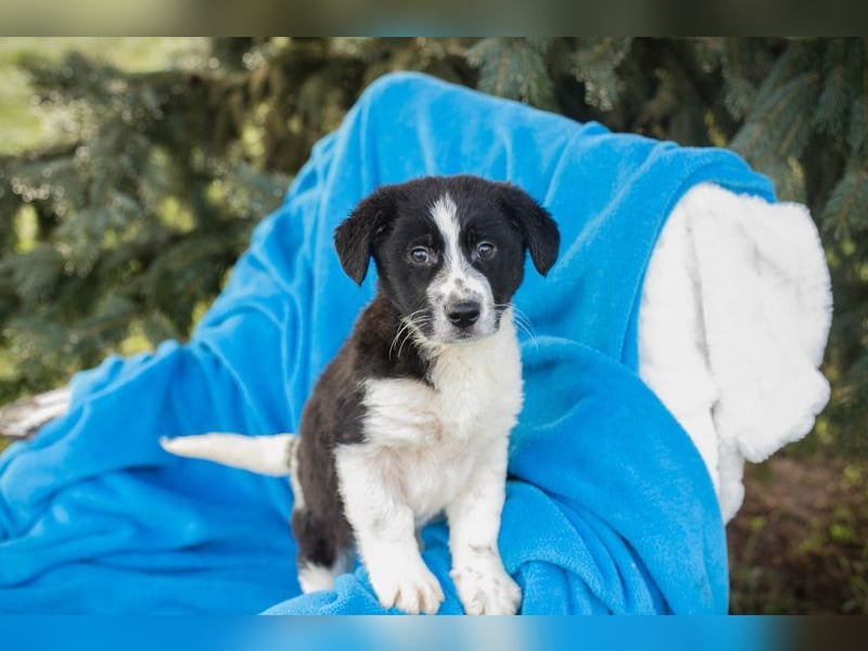 Welpe SNOW - wer schenkt mir einen Platz in seinem Herzen und ein liebevolles Zuhause?