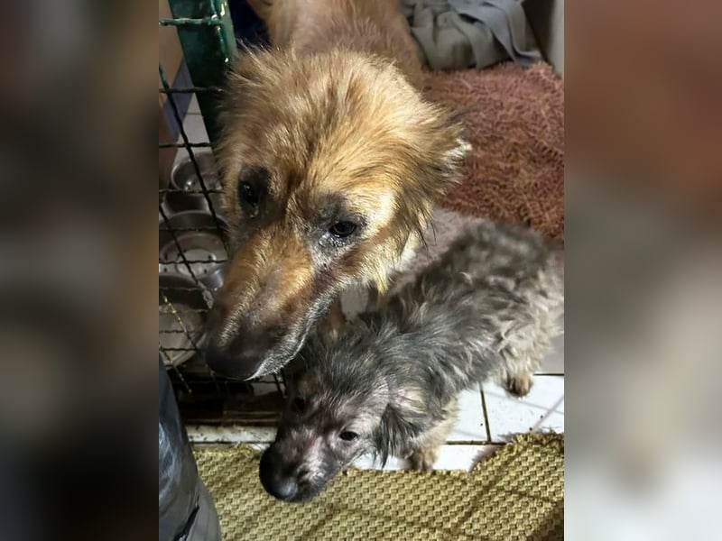 Welpe NIKI - wer schenkt mir sein Herz und ein liebevolles Zuhause?