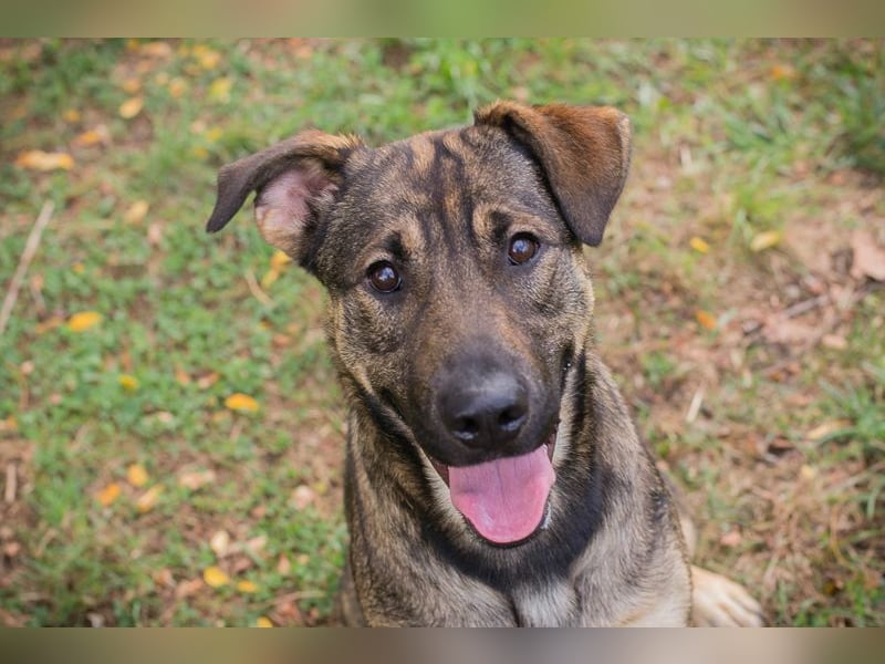 DOBBY - der aktive und verspielte Rüde möchte mit seinen Menschen spielen, toben, lernen..