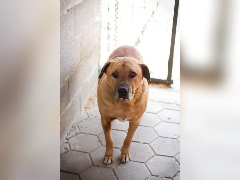 JOSCHKO - wer möchte dem kräftigen Senior zeigen, wie schön das Leben in einer Familie sein kann?