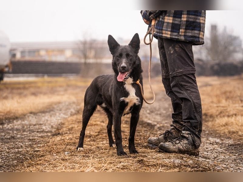 MIRAN - der aktive, zugängliche Rüde sucht eine hundeerfahrene, unternehmungslustige Familie!