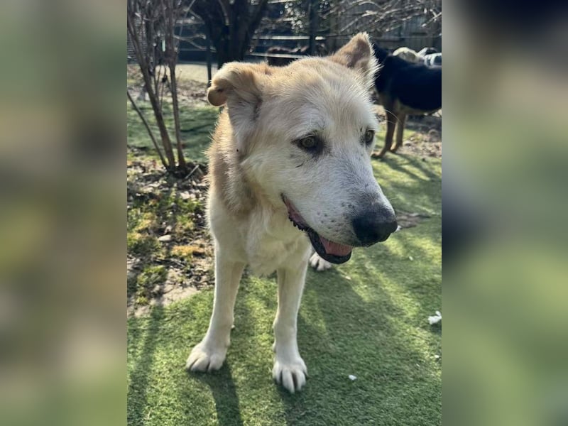NOBBY - der herzensgute Senior wünscht sich noch ein liebes Zuhause und ein warmes Körbchen...