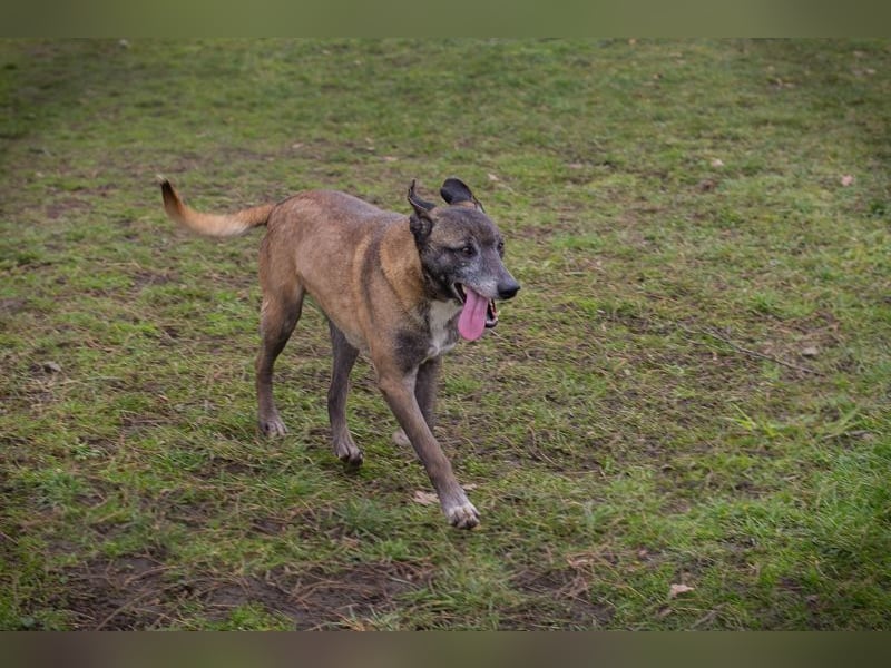 Chip-Nr. 253389  - ich suche einen Namen und am liebsten auch gleich ein eigenes Zuhause