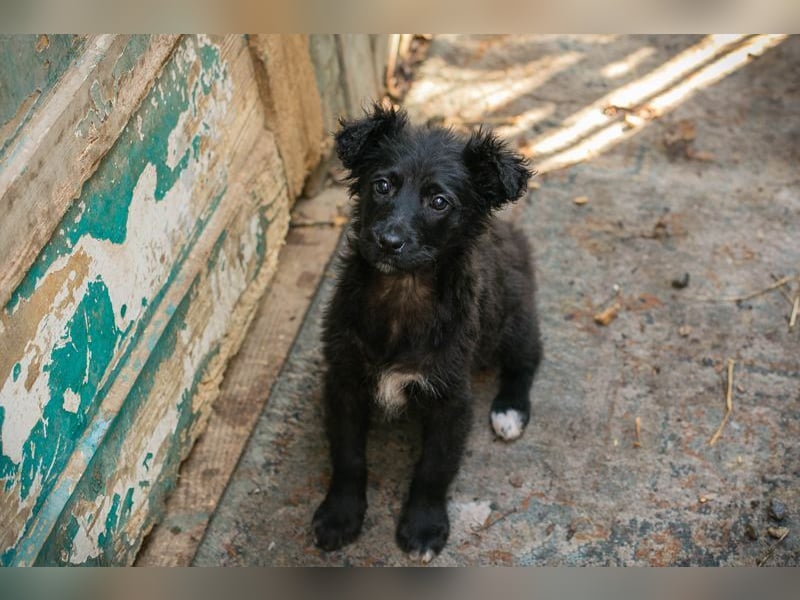Welpe Chip-Nr. 271729 - das süße Mädel bringt ein große Portion Leben und Frohsinn in ihr Zuhause!