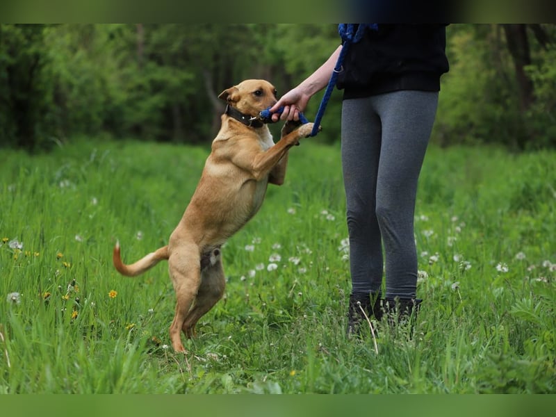 AXEL - der energische, intelligente und verspielte Rüde sucht eine aktive Familie