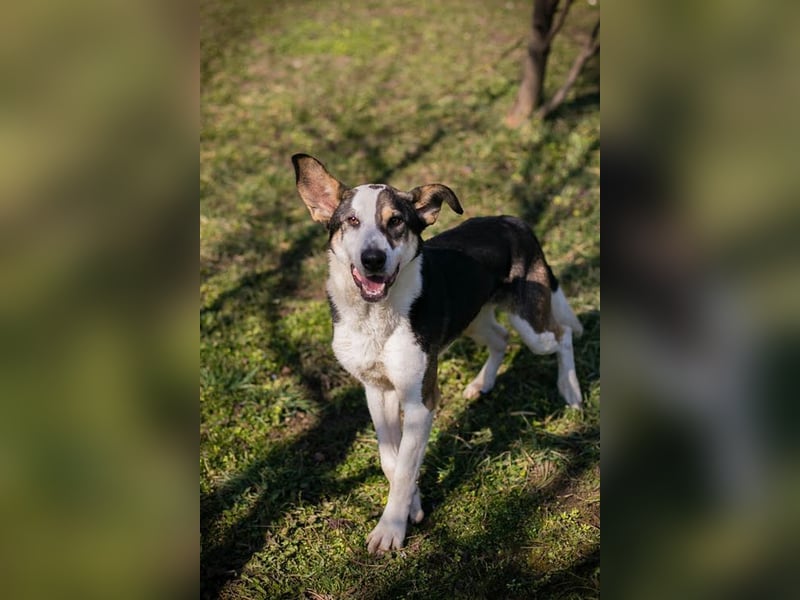 JIM - der neugierige, aktive und junge Rüde freut sich auf tolle Abenteuer mit seinen Menschen