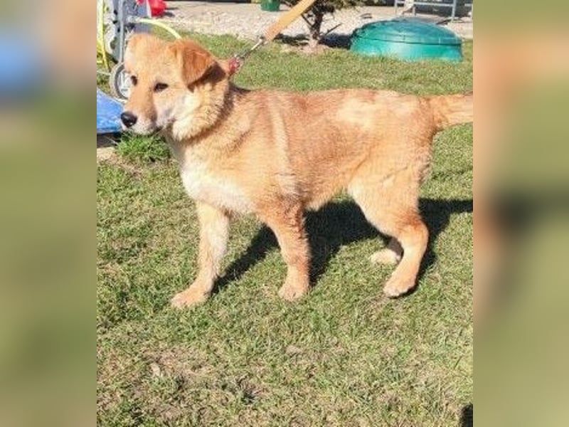 Internes Zuordnungsmerkmal 14L - das liebe, hübsche und dankbare Mädchen träumt von einem Zuhause!