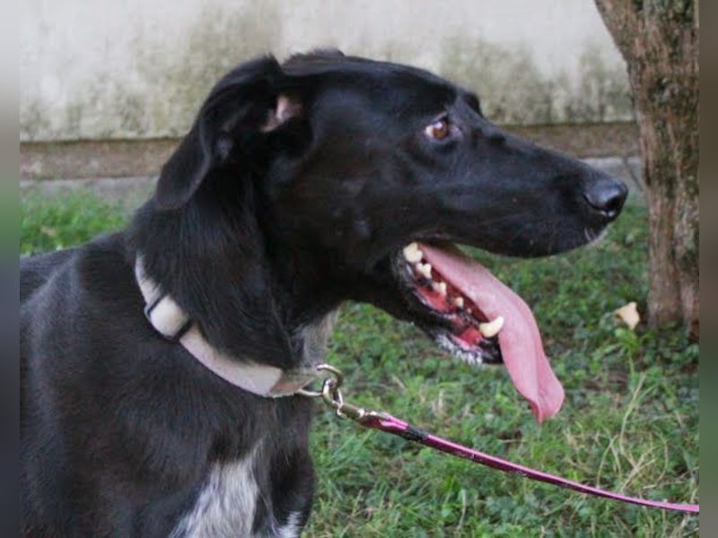 XENA - das verspielte, fröhliche Powerpaket liebt Menschen und Artgenossen!