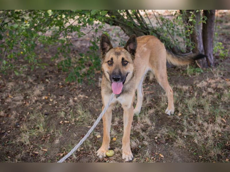 Chip 289818 - Junger Mann sucht ein aktives Zuhause
