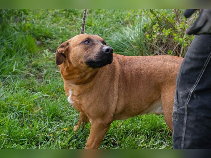 SPIKE II - wer schenkt mir sein Herz und ein tolles Für-Immer Zuhause?