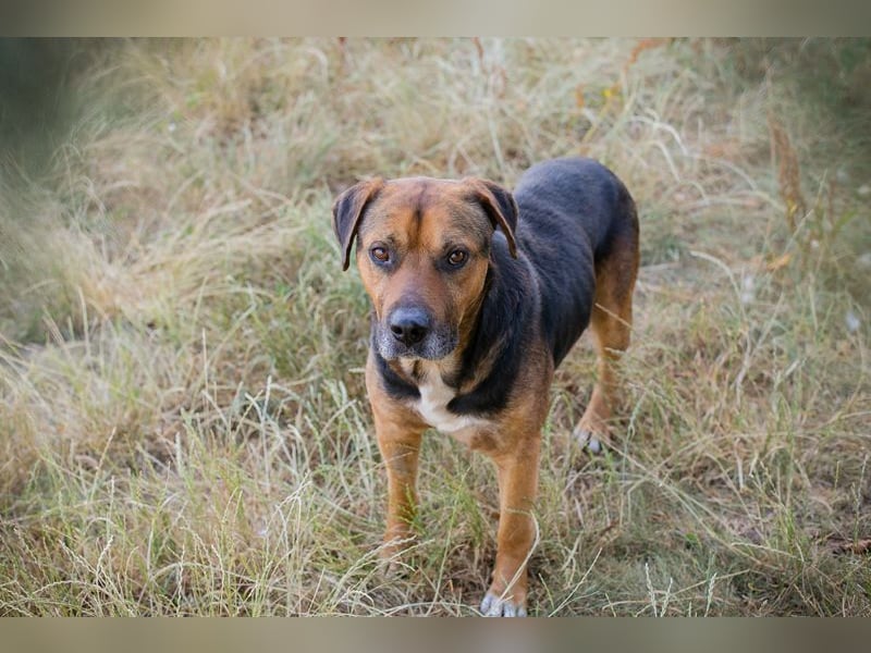 JONNY - der liebe Schatz sucht ein ruhiges, liebevolles Für-Immer Zuhause