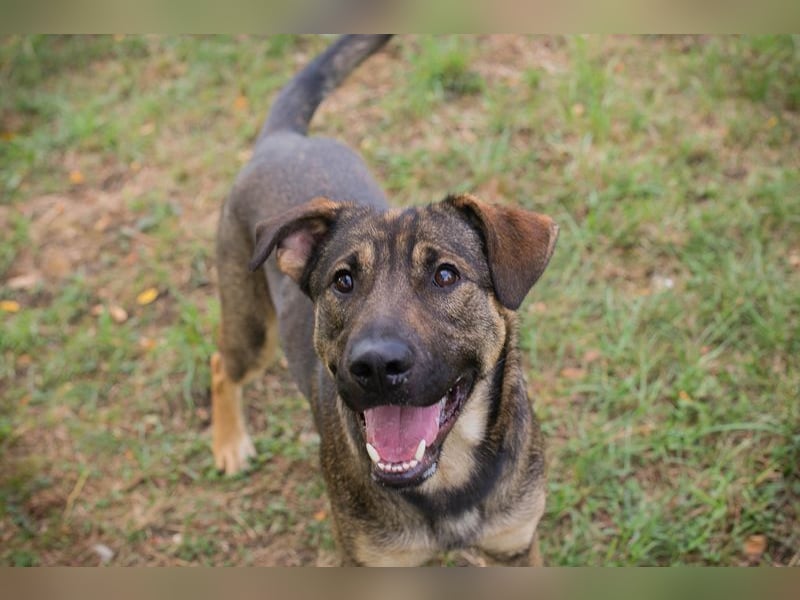 DOBBY - der aktive und verspielte Rüde möchte mit seinen Menschen spielen, toben, lernen..