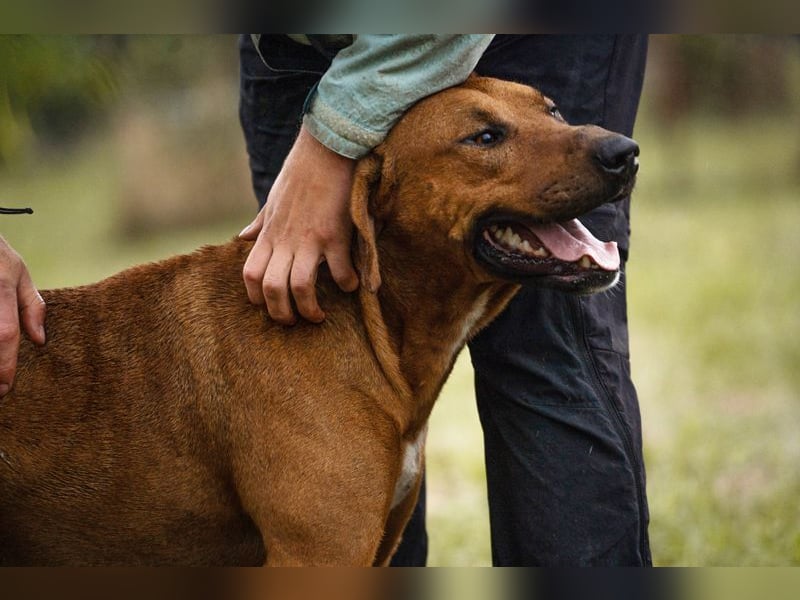 SOLO - der lustige und freundliche Rüde möchte ein Teil DEINER Familie sein!
