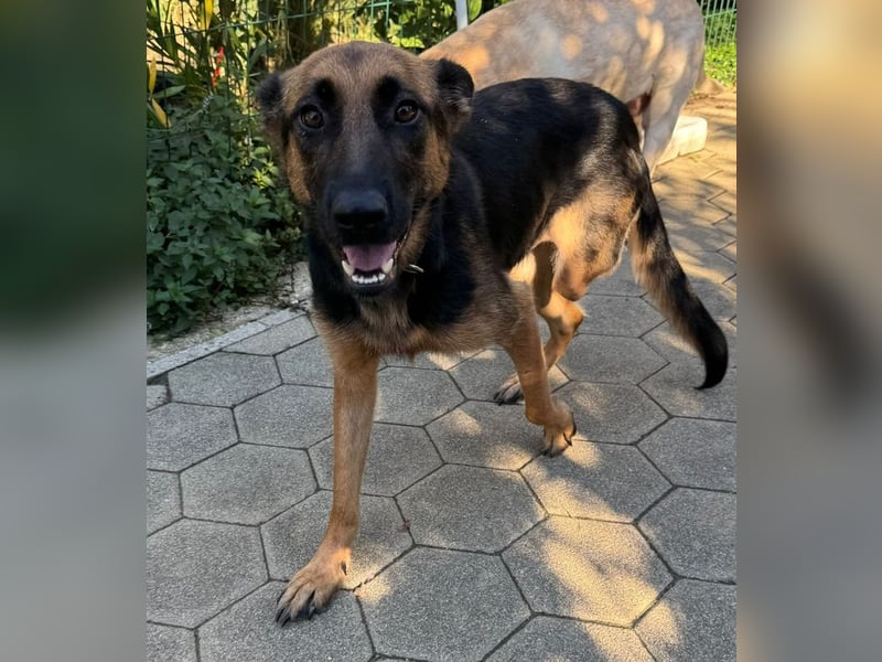 NAYRA - die ruhige, sanfte und anhängliche Hündin wünscht sich so sehr ein eigenes Zuhause...