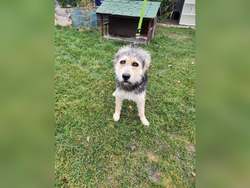 TOGGO - welche liebe, geduldige Familie zeigt mir, wie schön ein Hundeleben sein kann?