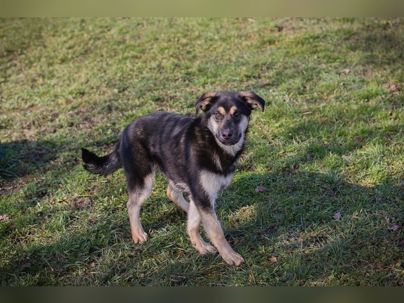 Chip-Nr. 260490 - wenn ich groß bin möchte ich ein richtiger Familienhund sein!