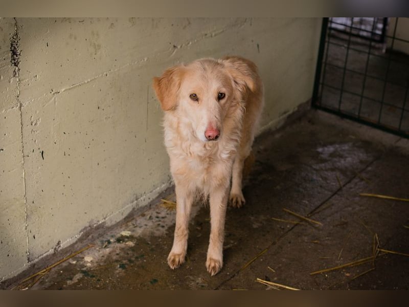 SUNNY - die süße Hündin ist noch ängstlich, daher sucht sie ein Zuhause bei geduldigen Menschen