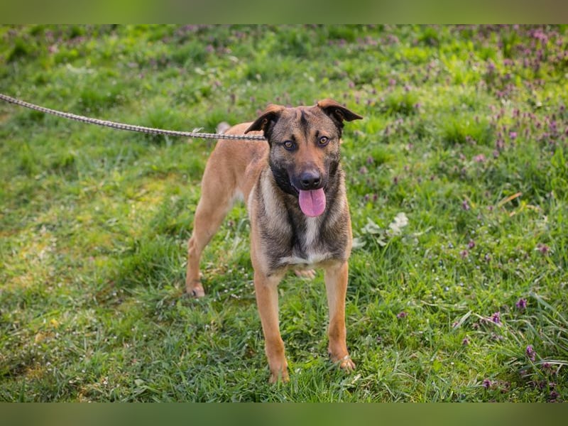 JASPER - im Tierheim habe ich großen Stress, deshalb suche ich dringend ein ruhiges Zuhause!