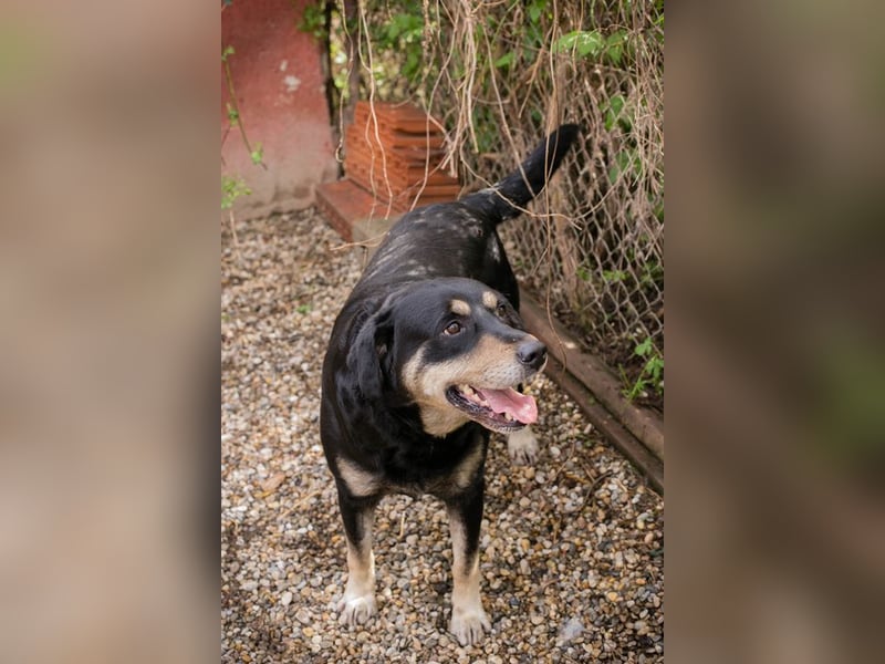 JAX - wer zeigt dem gemütlichen, zugänglichen und braven Rüden, wie schön das Leben sein kann?