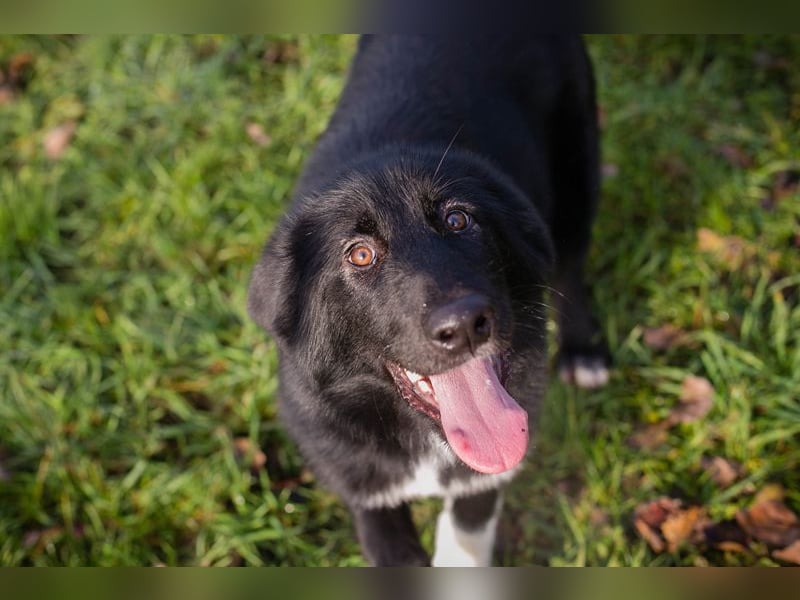 SENTA - diese tolle Begleiterin sucht ein liebevolles Für-Immer Zuhause